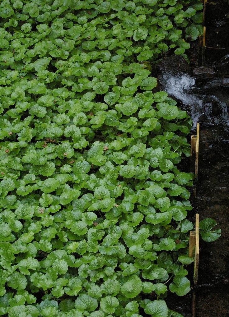 wasabi là đặc sản tại đảo Izu wasabi là đặc sản tại đảo Izu